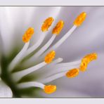 Lewisia-Blüte