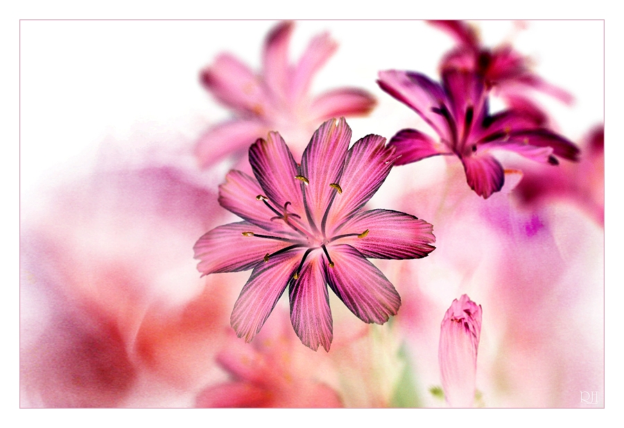 Lewisia