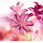 Lewisia