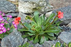 Lewisia coteleodon - Bitterwurz