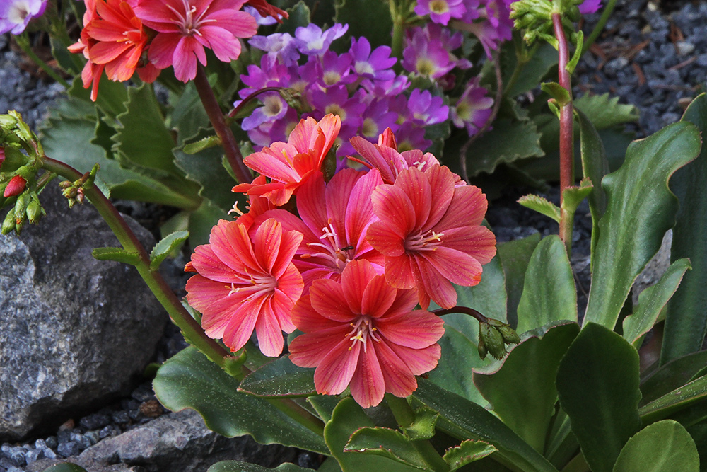 Lewisia cotelyedon - Bitterwurz