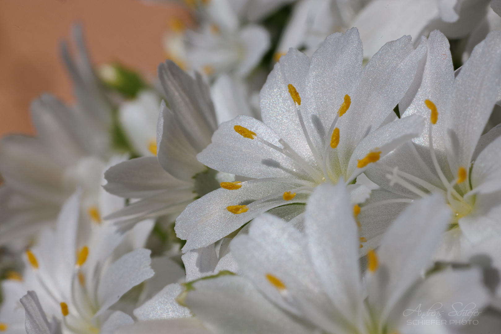 Lewisia cotyledon