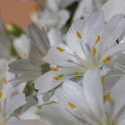 Lewisia cotyledon