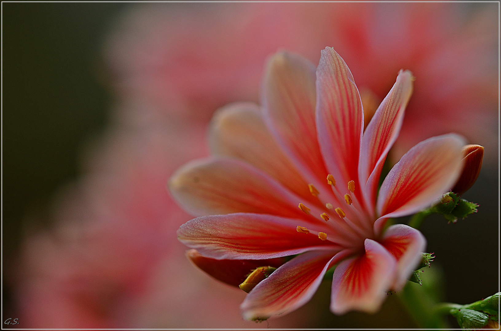 Lewisia cotyledon