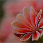 Lewisia cotyledon