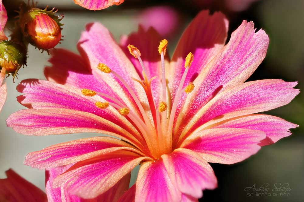 Lewisia cotyledon