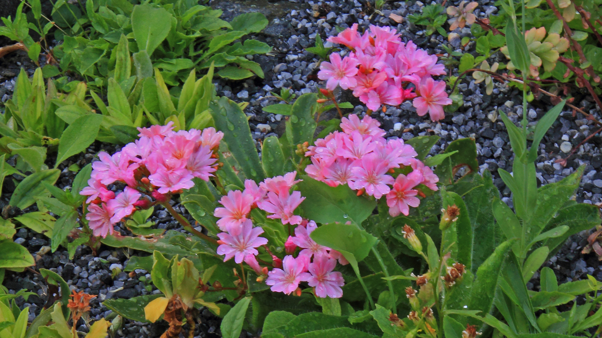 Lewisia cotyledon - Bitterwurz der ein Kalkflieher ist