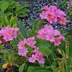 Lewisia cotyledon - Bitterwurz der ein Kalkflieher ist