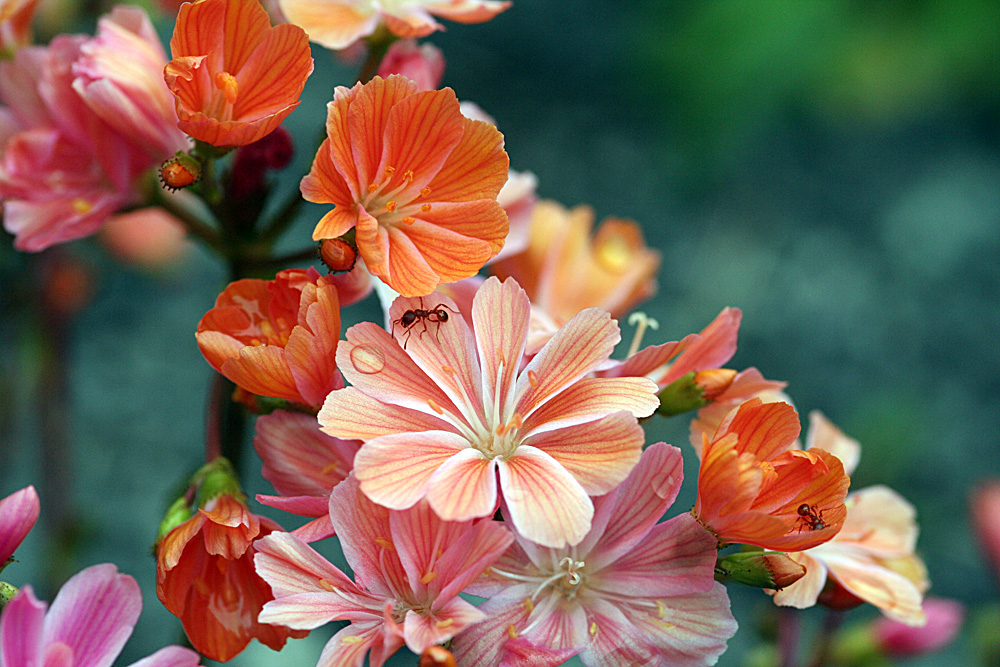 Lewisia Cotyledon - Bitterwurz Züchtung