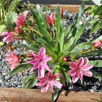 Lewisia cotyledon - Bitterwurzzüchtung