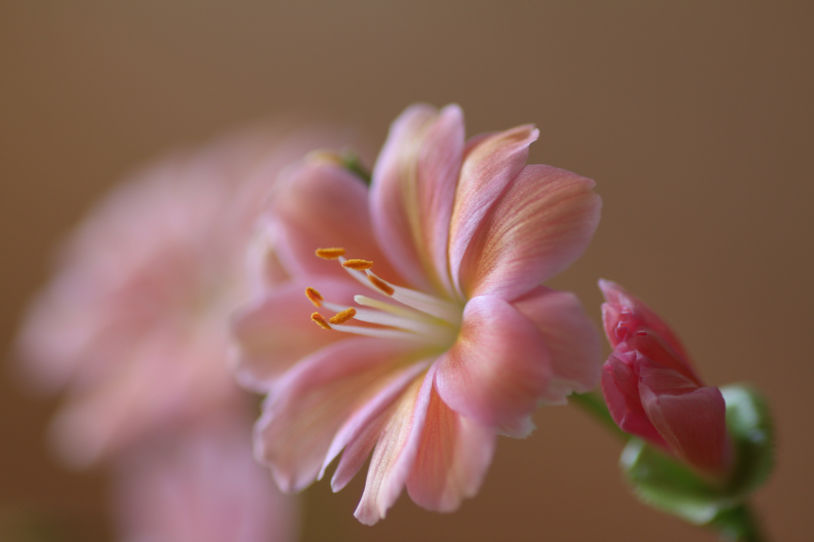 Lewisia cotyledon