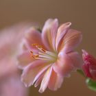 Lewisia cotyledon