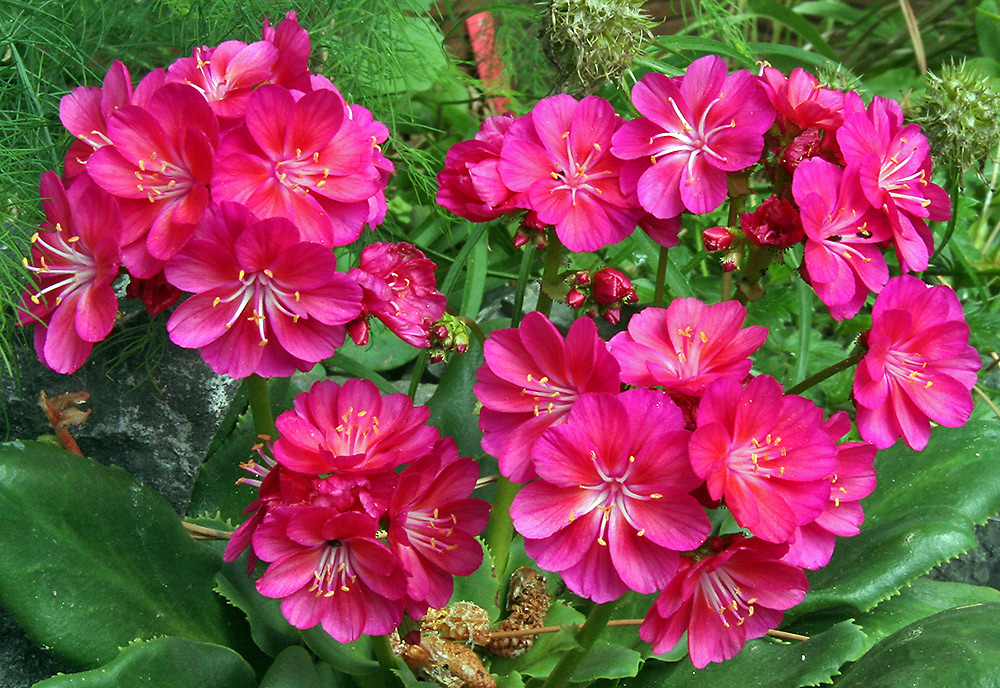 Lewisia cotyledon völlig überraschend mit zweitem Flor Ende Juni und was für einem !!