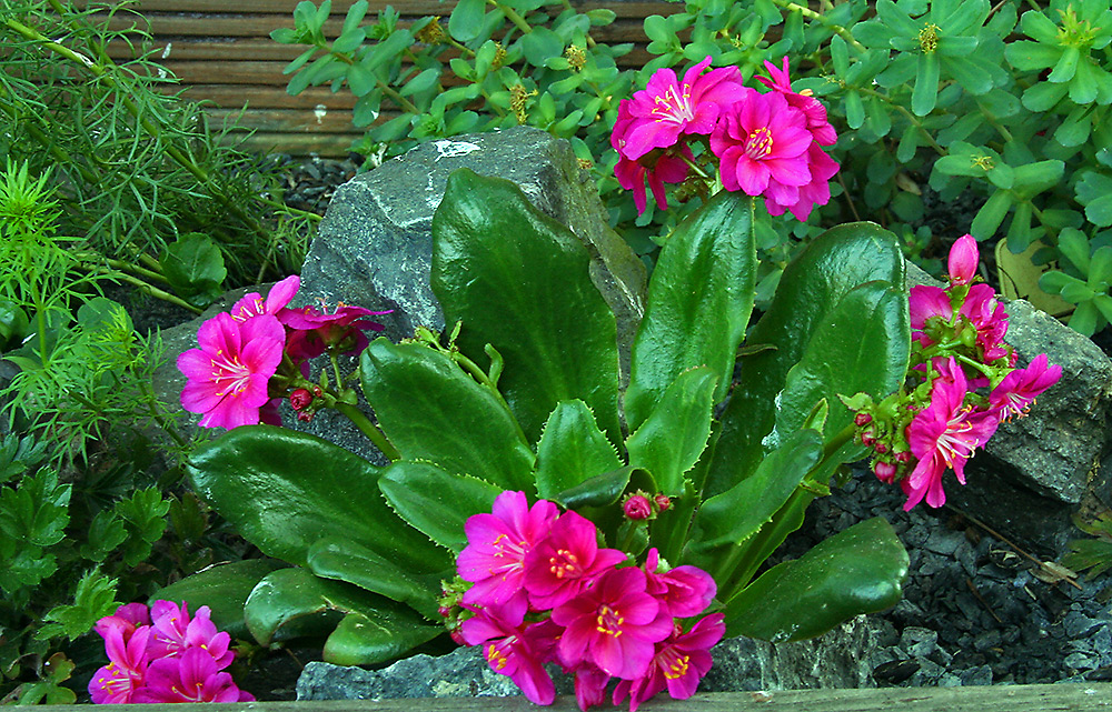 Lewisia cotyledon - Zuchtform des Bitterwurzes