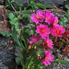 Lewisia cotyleodon