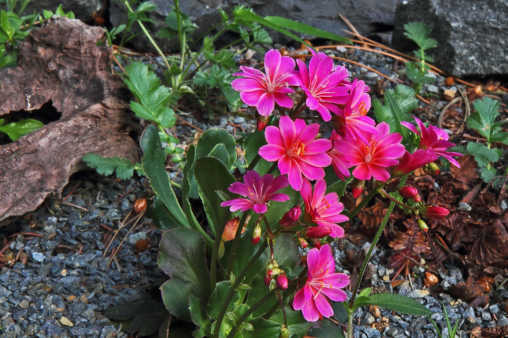 Lewisia cotyleodon