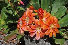 Lewisia