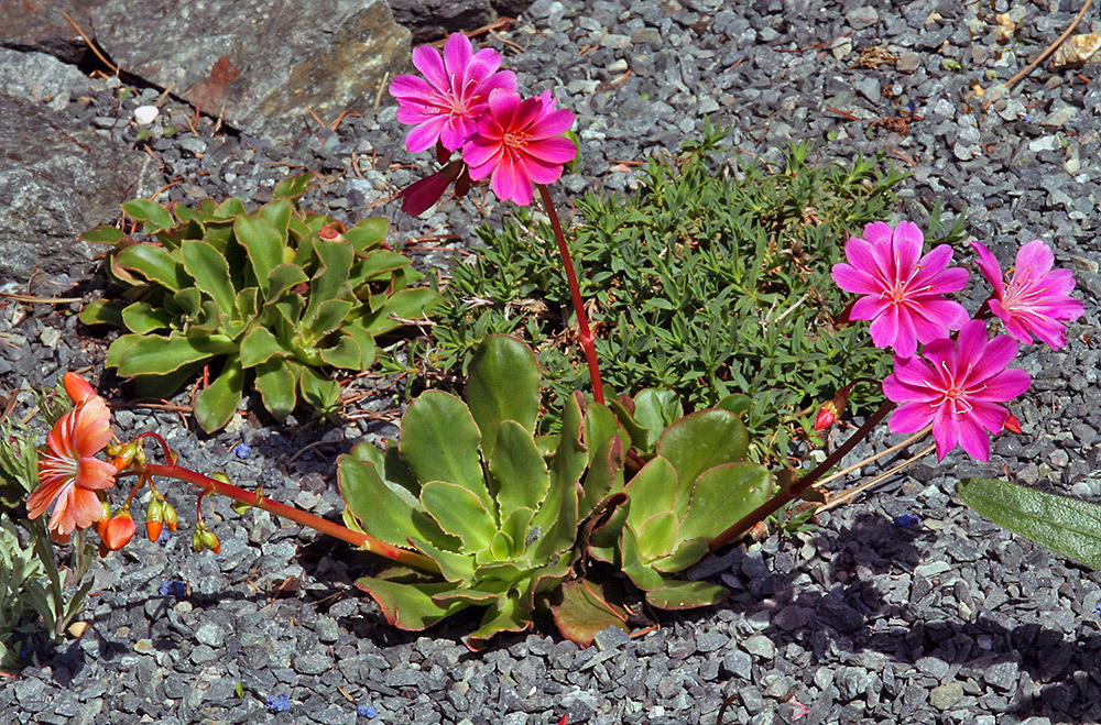 Lewisia mit zwei verschieden farbigen Blüten (orange und rot) !!!