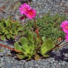 Lewisia mit zwei verschieden farbigen Blüten (orange und rot) !!!