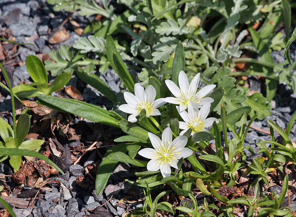 Lewisia nevadensis - eine Königin für nur einen oder zwei Tage, denn...