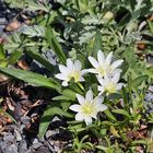 Lewisia nevadensis - eine Königin für nur einen oder zwei Tage, denn...