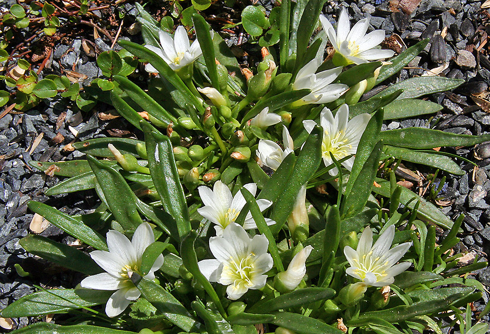 Lewisia nevadensis zum zweiten