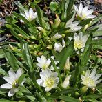 Lewisia nevadensis zum zweiten