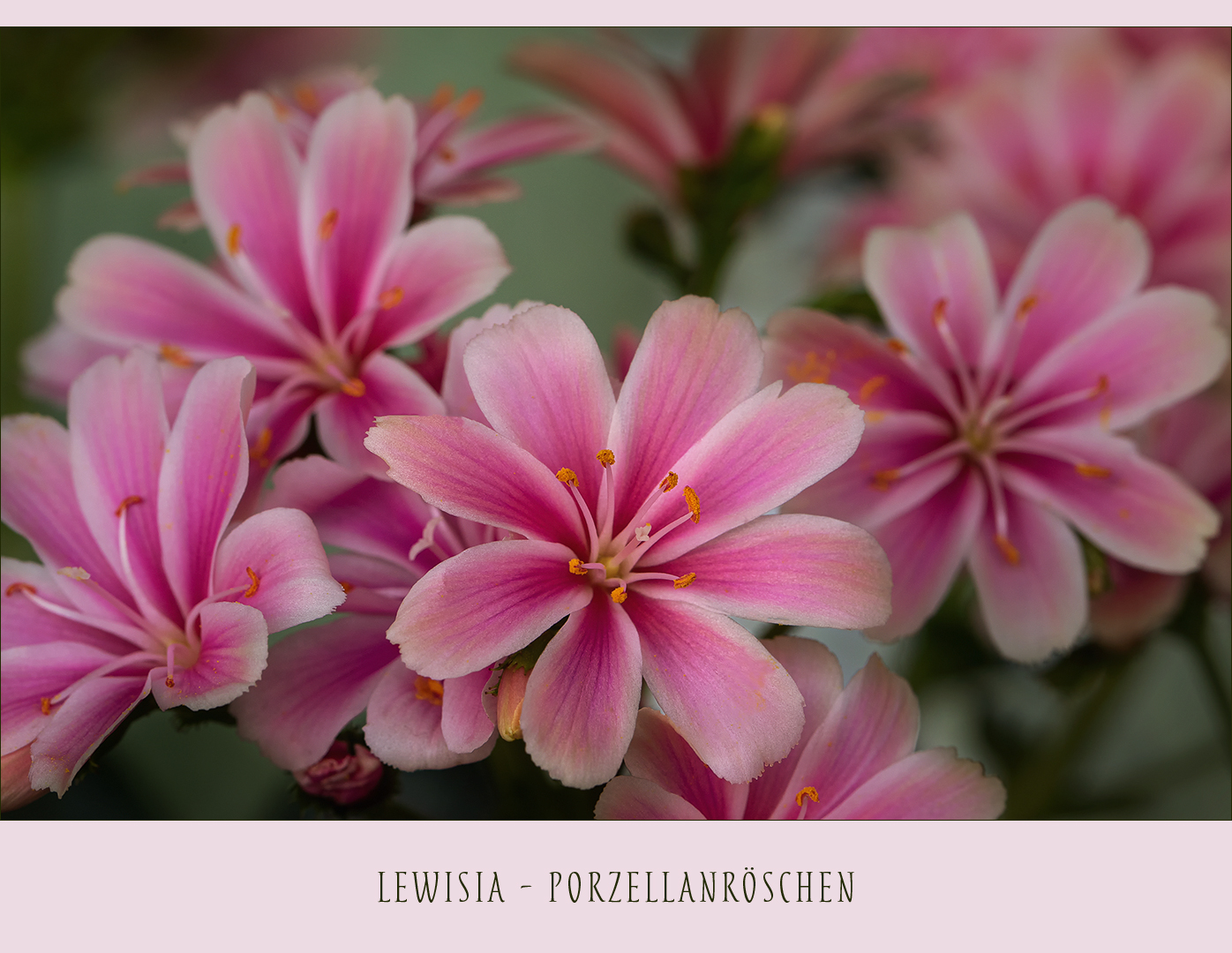 Lewisia - Porzellanröschen - Bitterwurz..