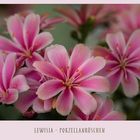 Lewisia - Porzellanröschen - Bitterwurz..