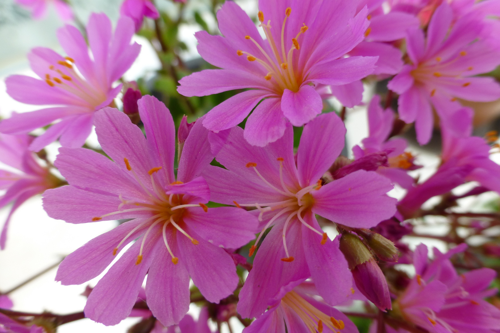 Lewisia Regenbogen