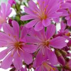 Lewisia Regenbogen