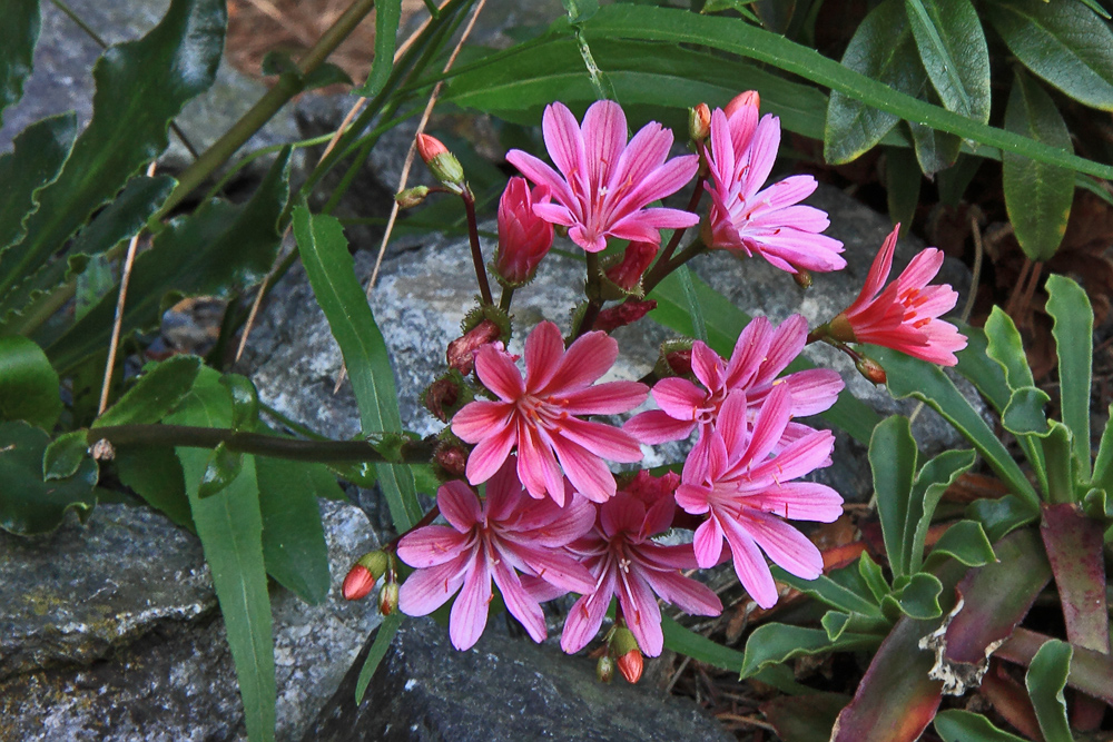 Lewisia spec.