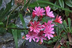 Lewisia spec.