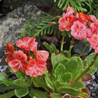 Lewisia spec. eine der vielen Züchtungen und sie  wollen auch nicht im Kalk stehen...