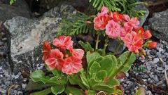 Lewisia spec. eine der vielen Züchtungen und sie  wollen auch nicht im Kalk stehen...