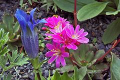 Lewisia und Gentiana acaulis