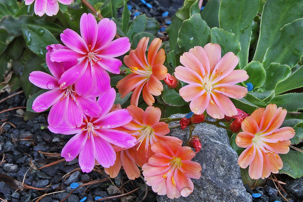 Lewisia zwei Farben