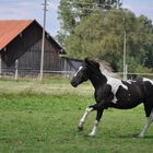 Lewitzer Hengst bei Galoppade über die Koppel