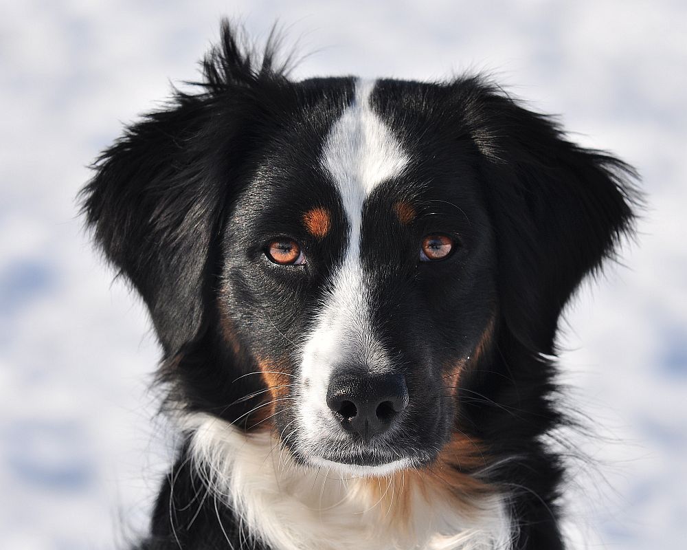 Lexi - Meine Miniature Australian Shepherd Hündin