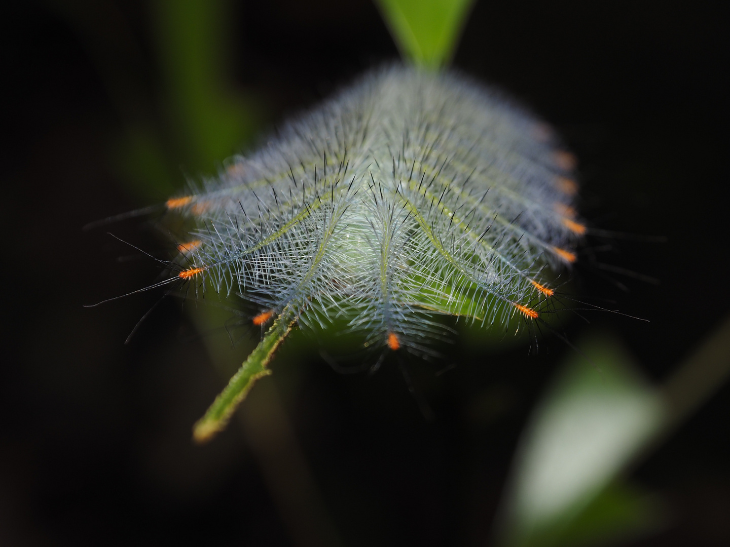 Lexias pardalis caterpillar