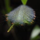 Lexias pardalis caterpillar