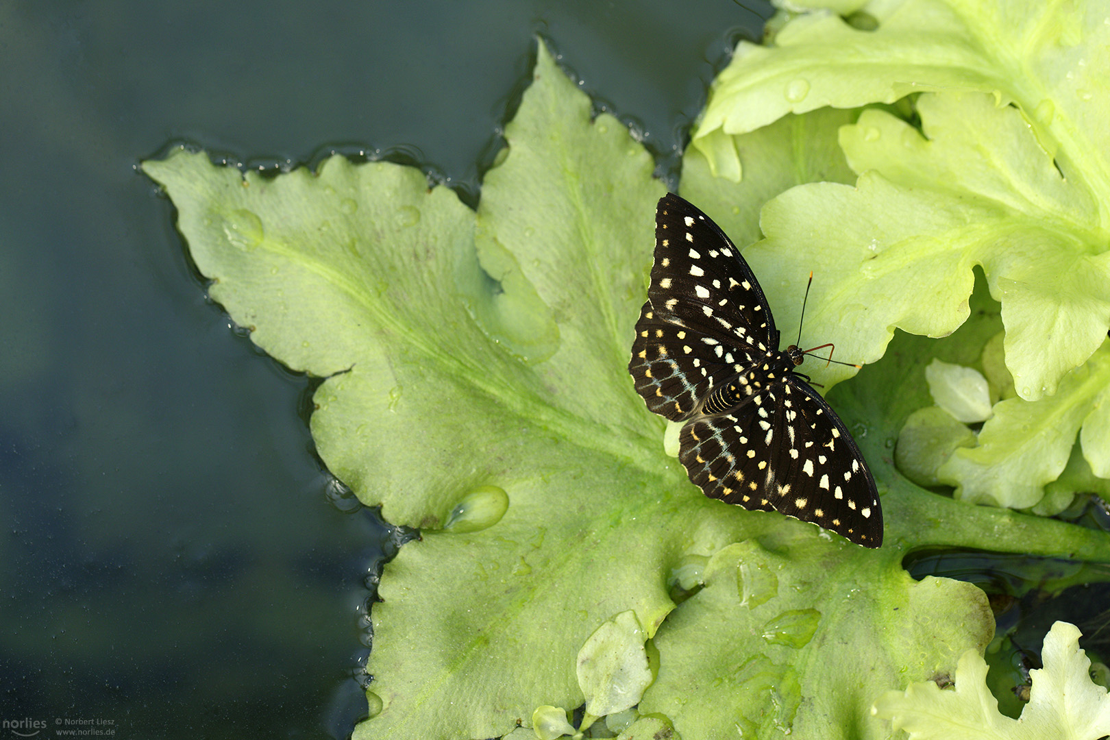 lexias pardalis Weibchen