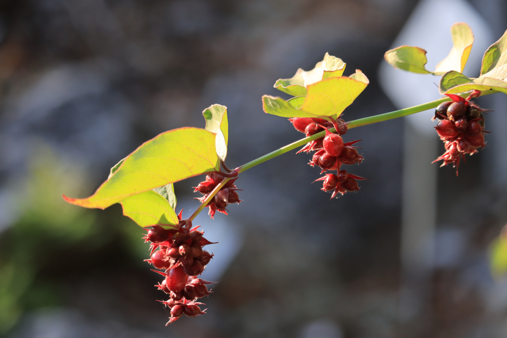 Leycesteria