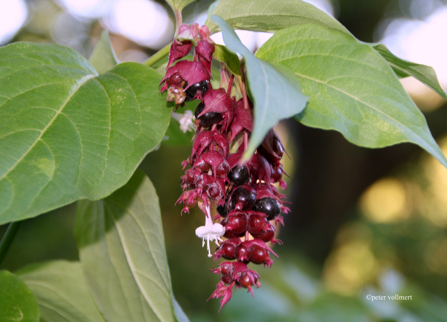 Leycesteria formosa