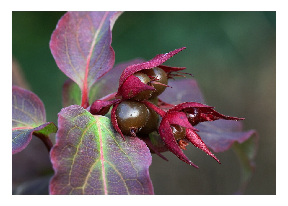 Leycesteria formosa - Fruchtstand