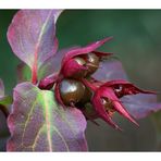 Leycesteria formosa - Fruchtstand