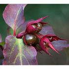 Leycesteria formosa - Fruchtstand