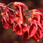 Leyenda de la Flor del Ceibo