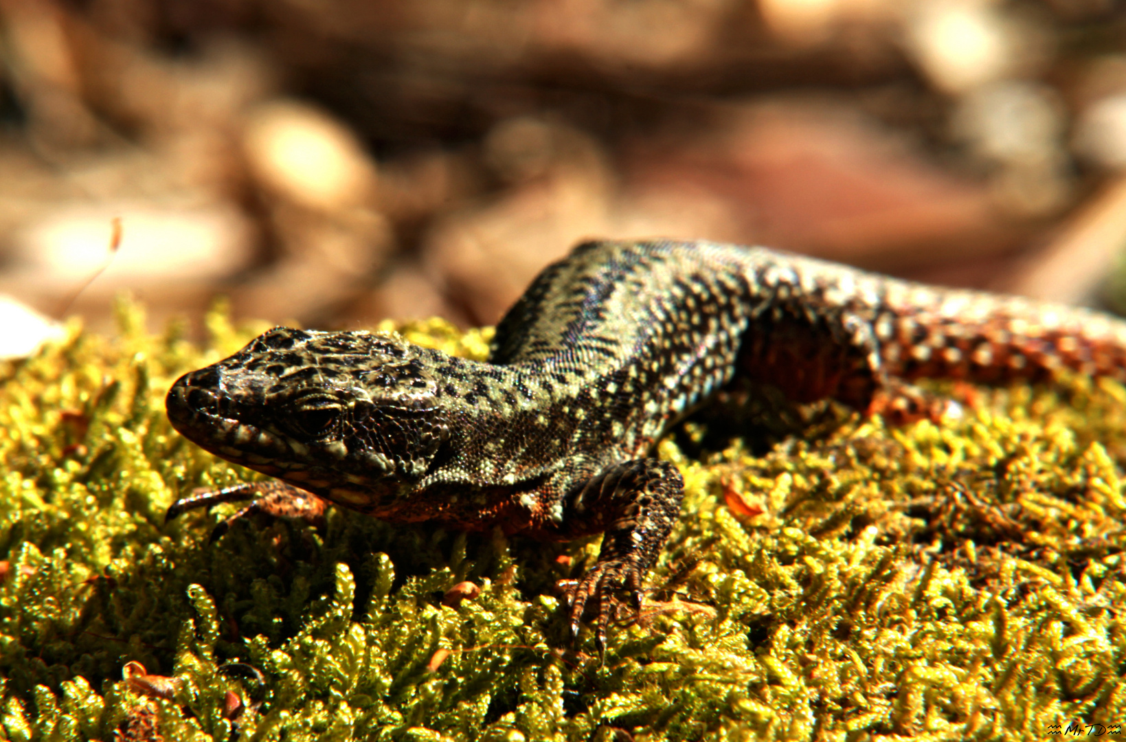 Lézard