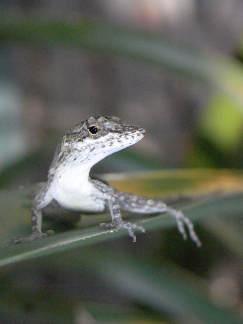 lézard